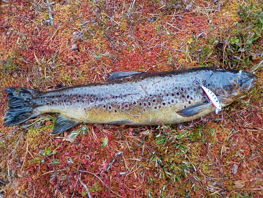 CB™ Wonded Smolt