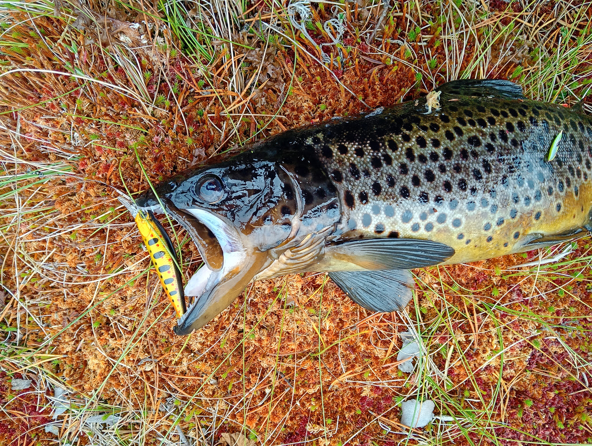 CB™ Golden Trout 74 Premium