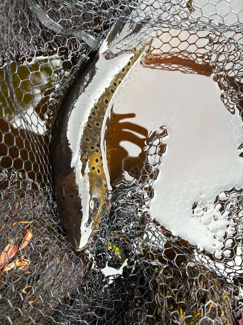 CB™ Toxic Parr