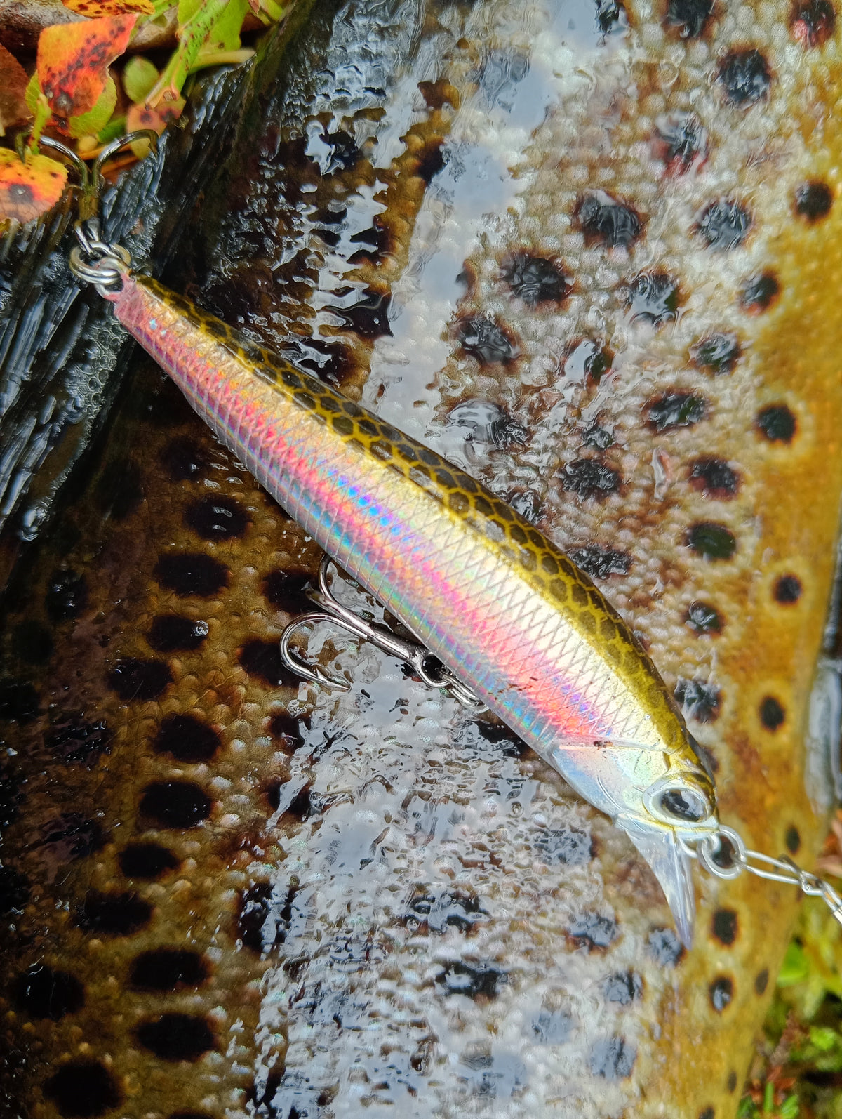 CB™ Scarred Parr 74 Premium