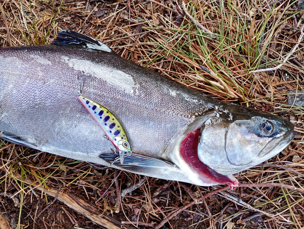 CB™ Wonded Smolt