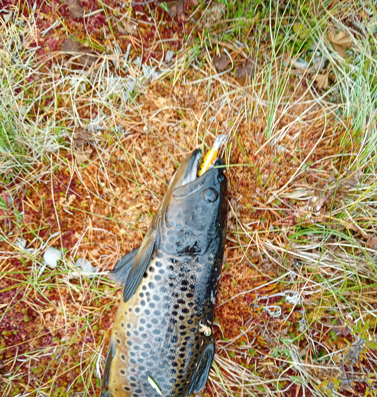 CB™ Golden Trout 74 Premium